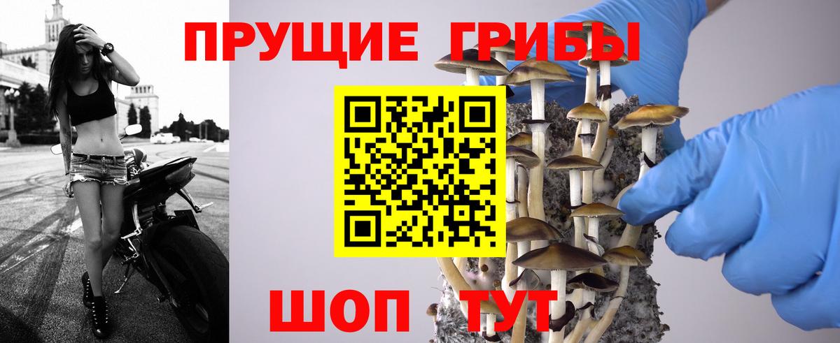 Псилоцибиновые грибы Psilocybine cubensis Михайловск